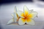 Lily of Seychelles.jpg